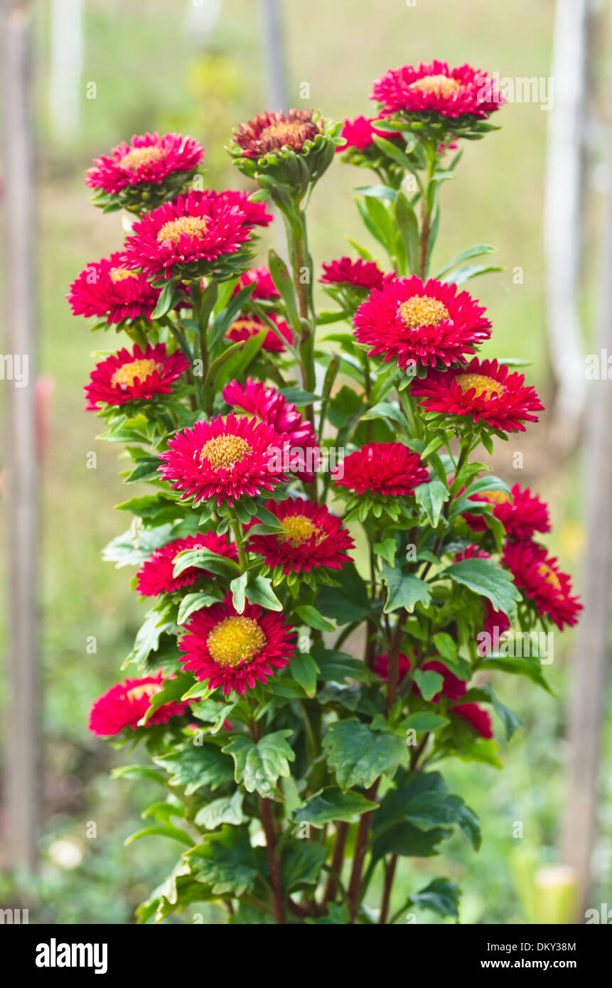 Red daisy flowers at garden Stock Photo Alamy