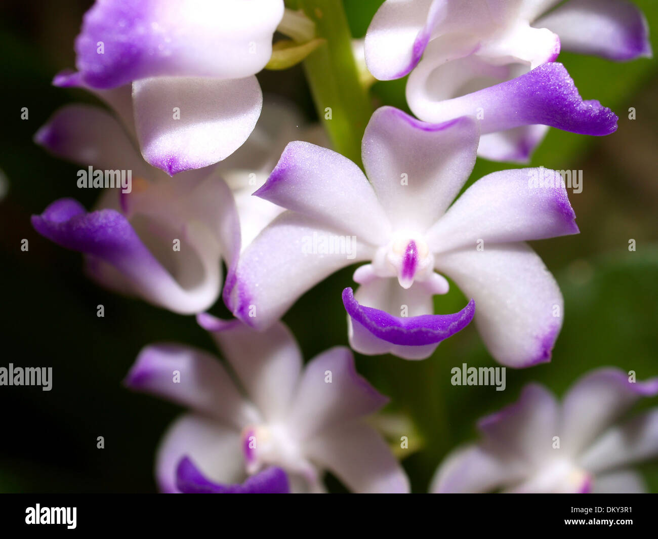 Collage various flowers in hi-res stock photography and images - Alamy