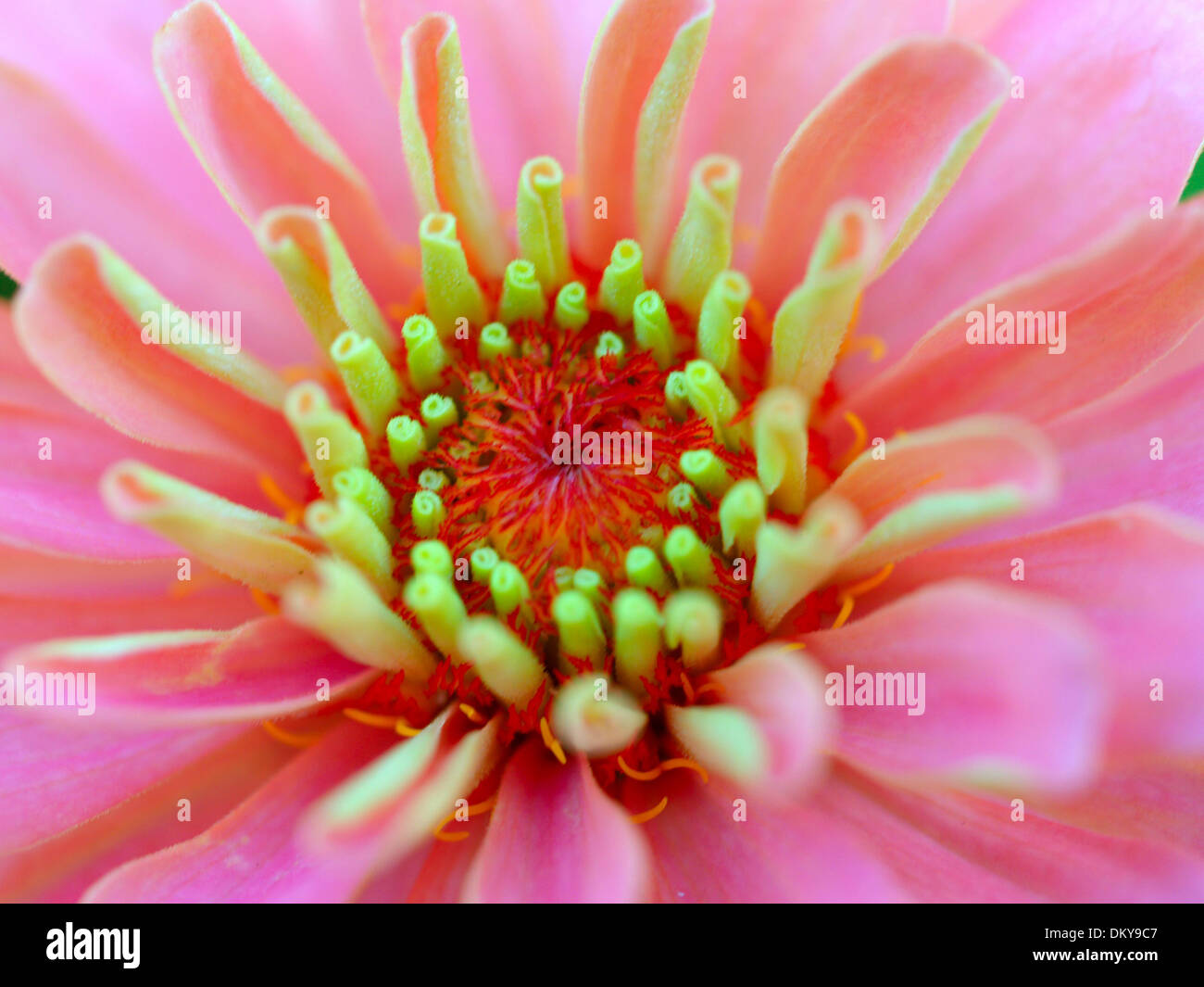 Various Flowers set Stock Photo - Alamy