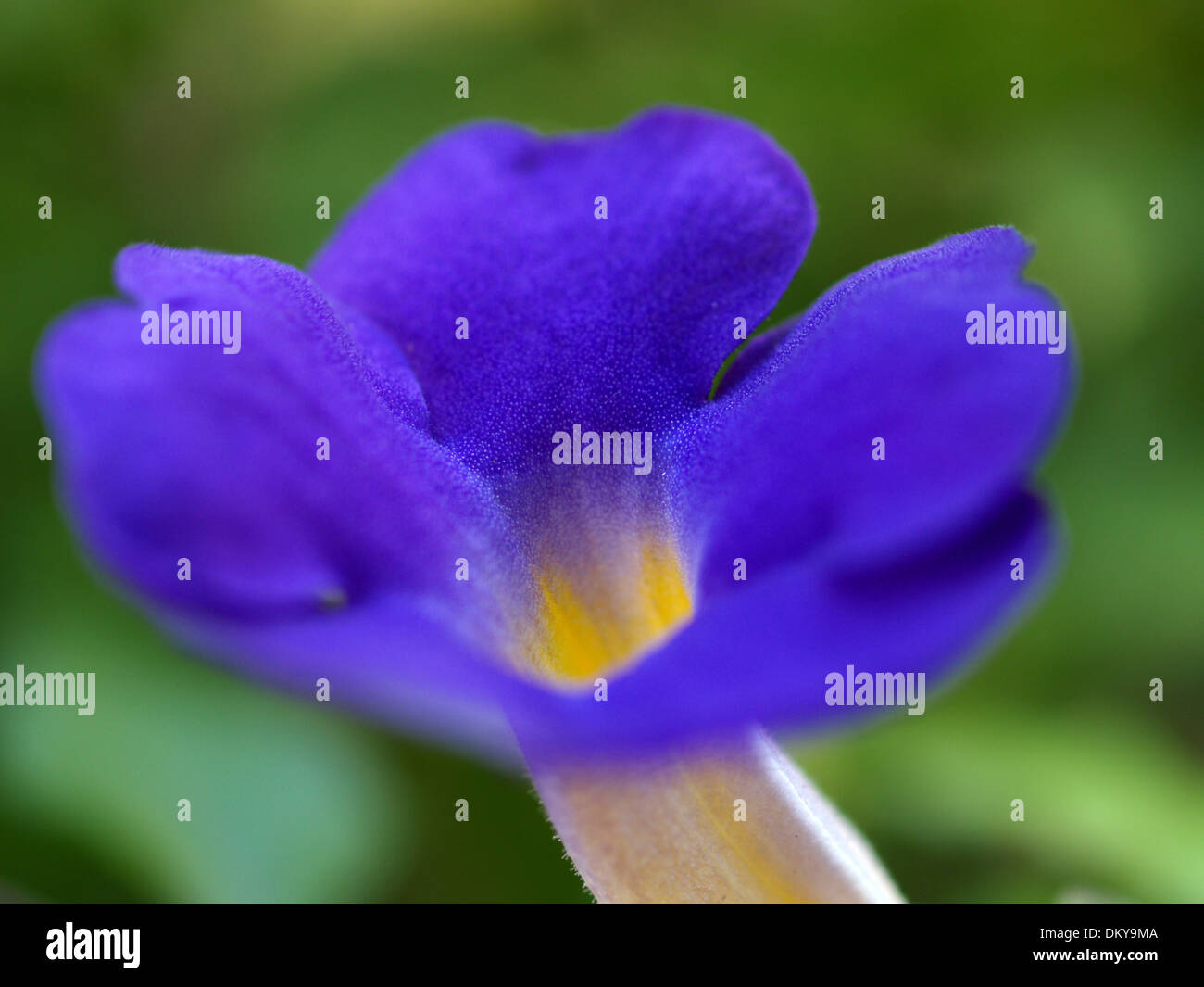 Various Flowers set Stock Photo Alamy