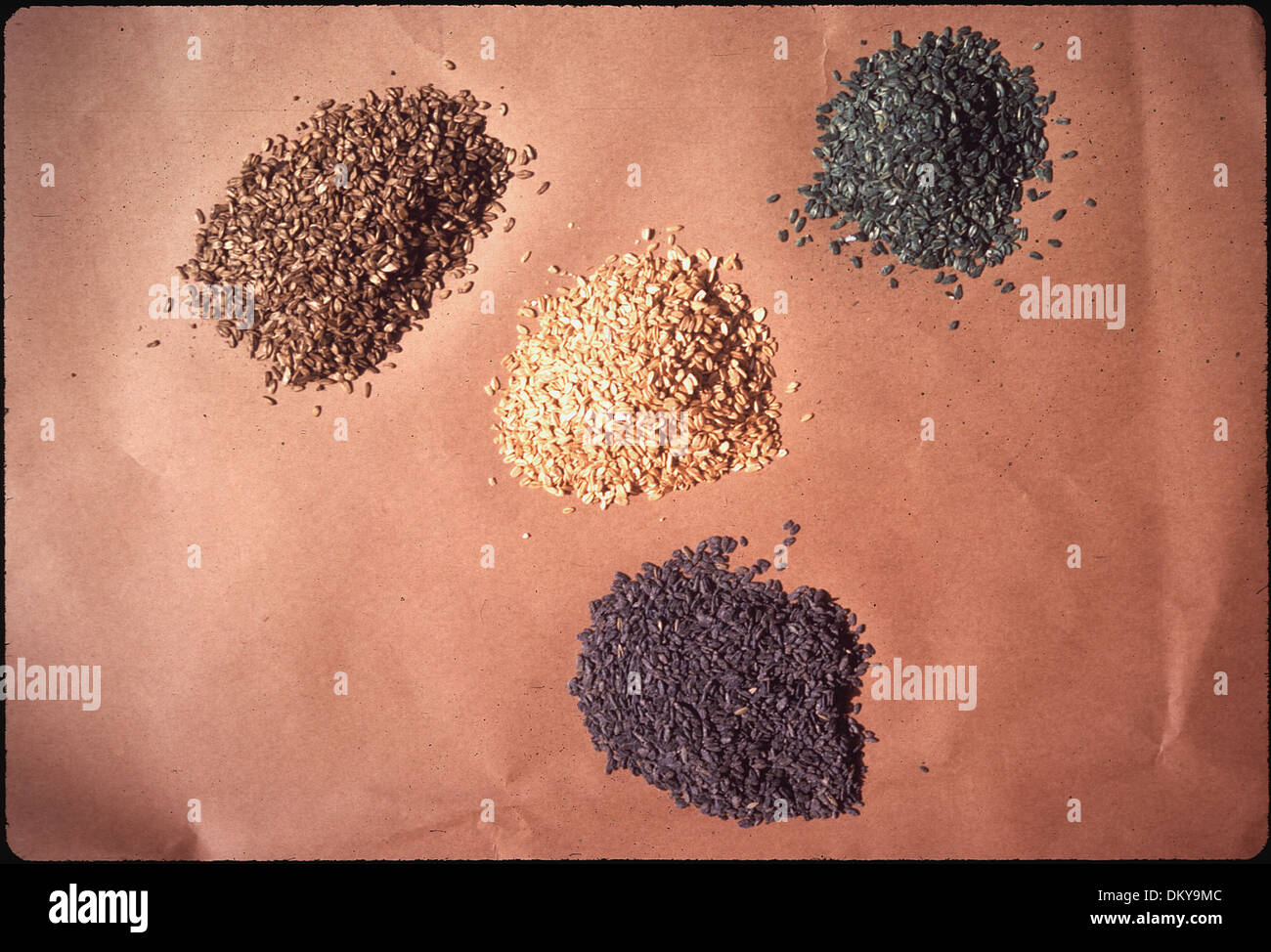 Blue oats poisioned with pival for rat and mouse bait hires stock