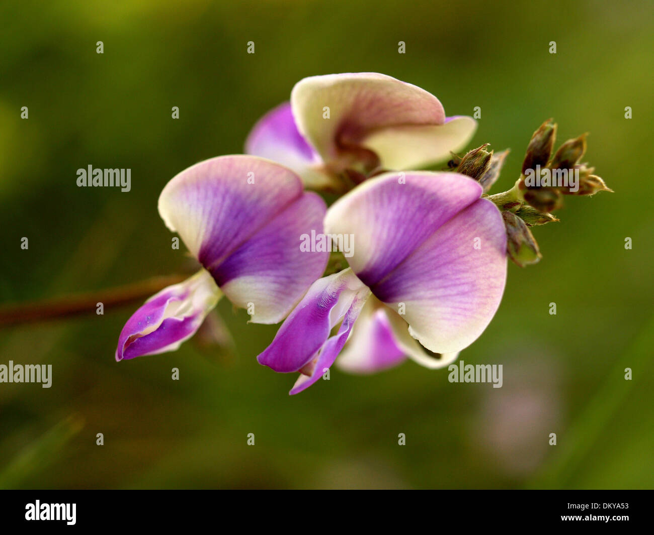 Collage various flowers in hi-res stock photography and images - Alamy
