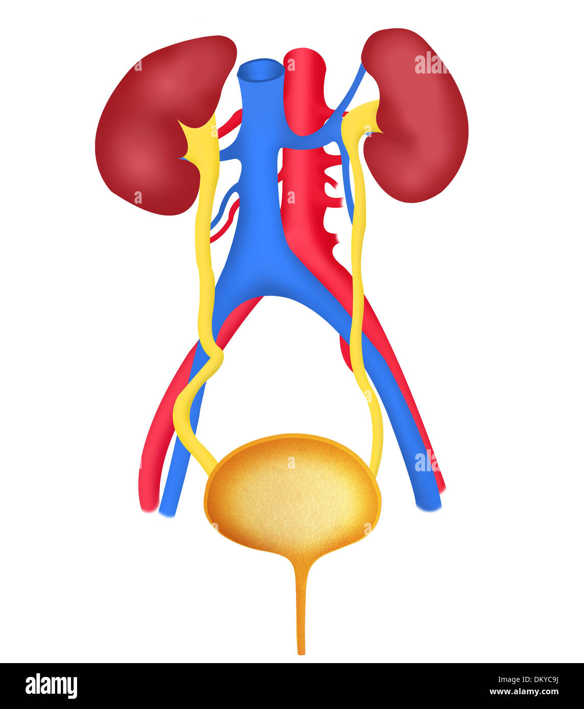 Human Urinary System in Blank Background Stock Illustration - Illustration  of healthy, membrane: 25883612