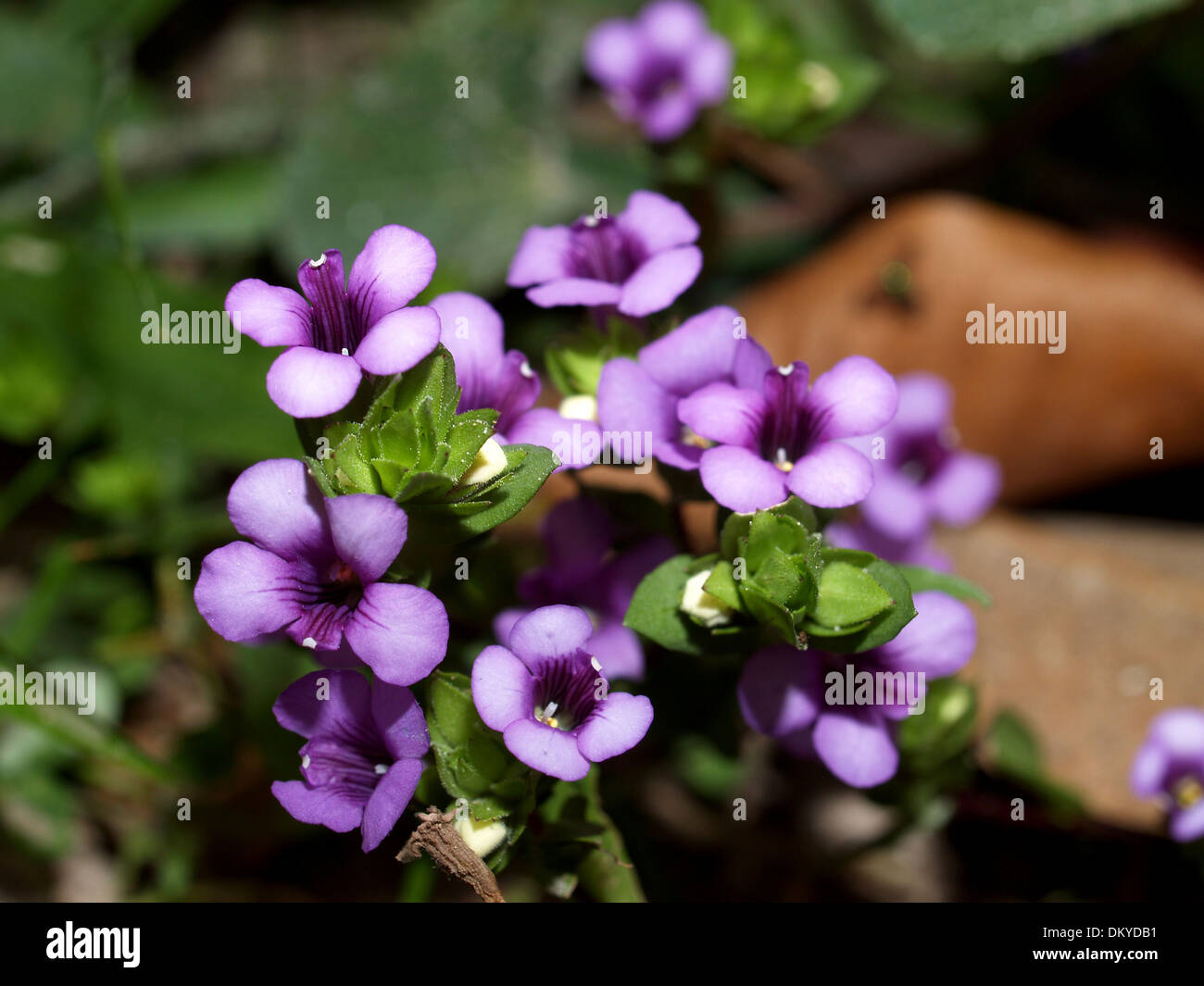Various Flowers set Stock Photo Alamy