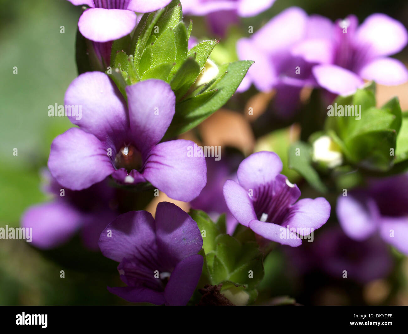 Various Flowers set Stock Photo Alamy
