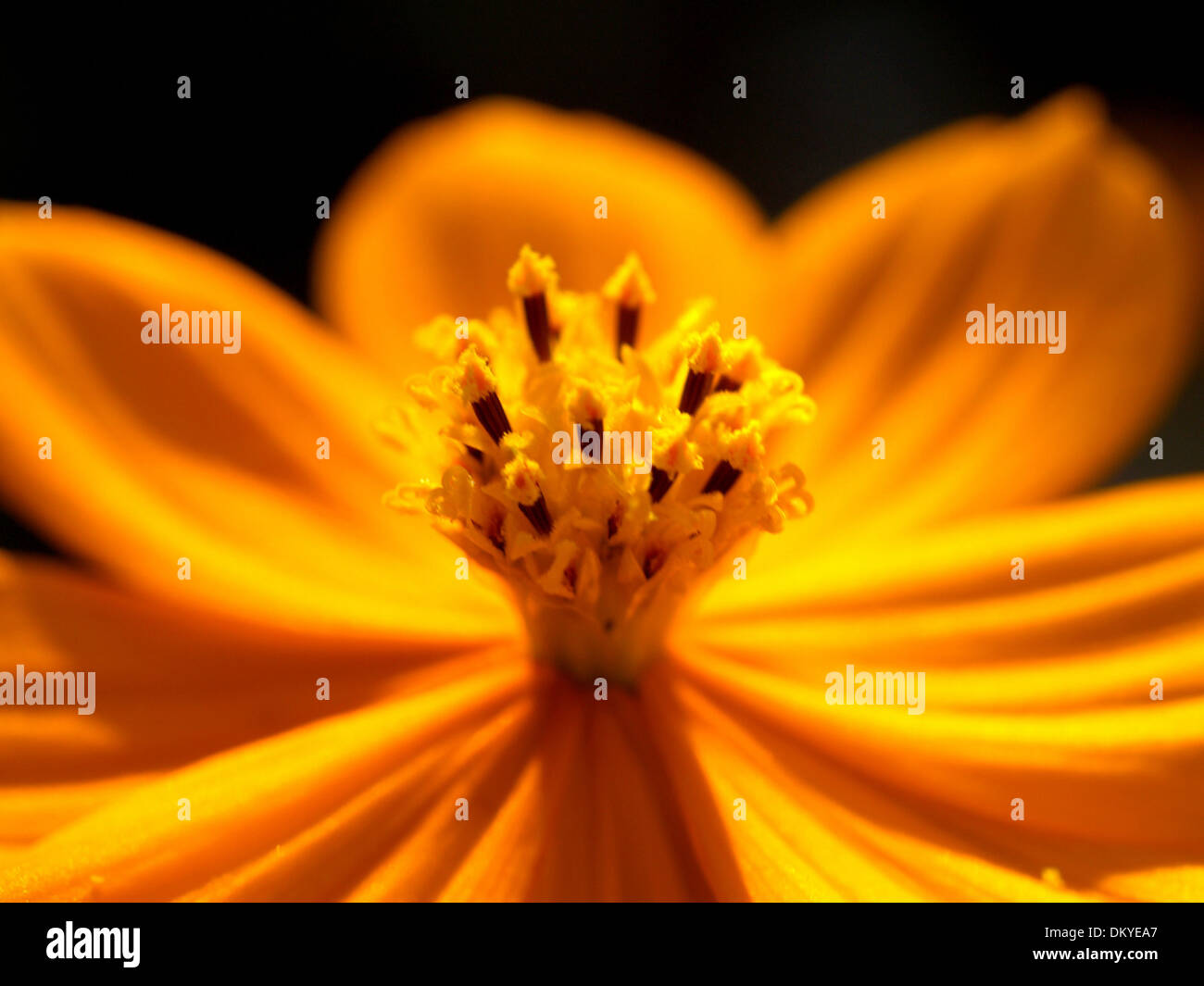Various Flowers set Stock Photo Alamy