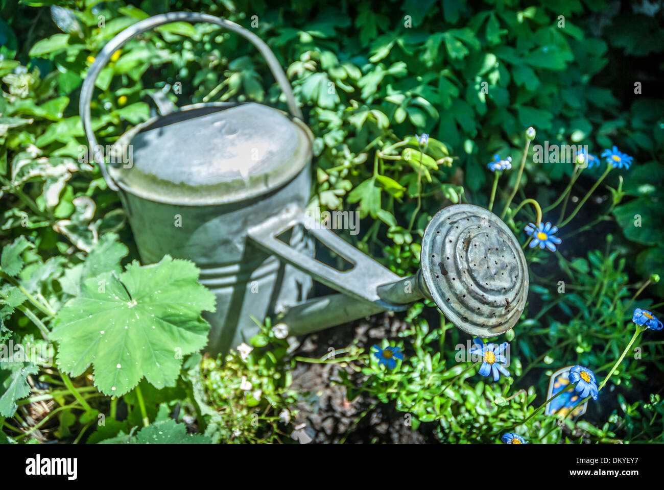 An old tin watering can amongst flowers in a garden. Stock Photo