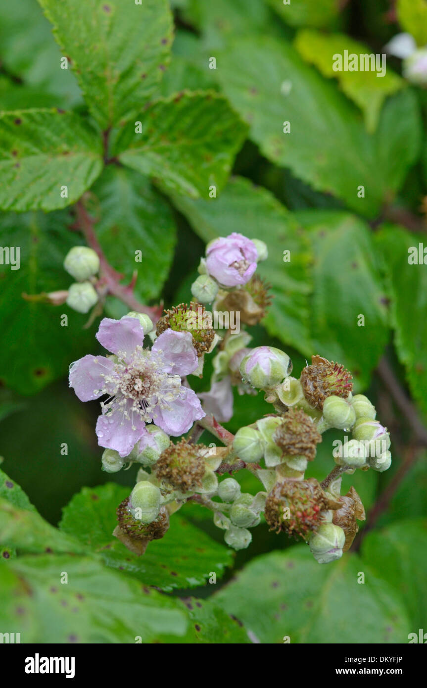 Bramble: Rubus fruticosus agg. Flower and developing blackberries. Devon, England Stock Photo