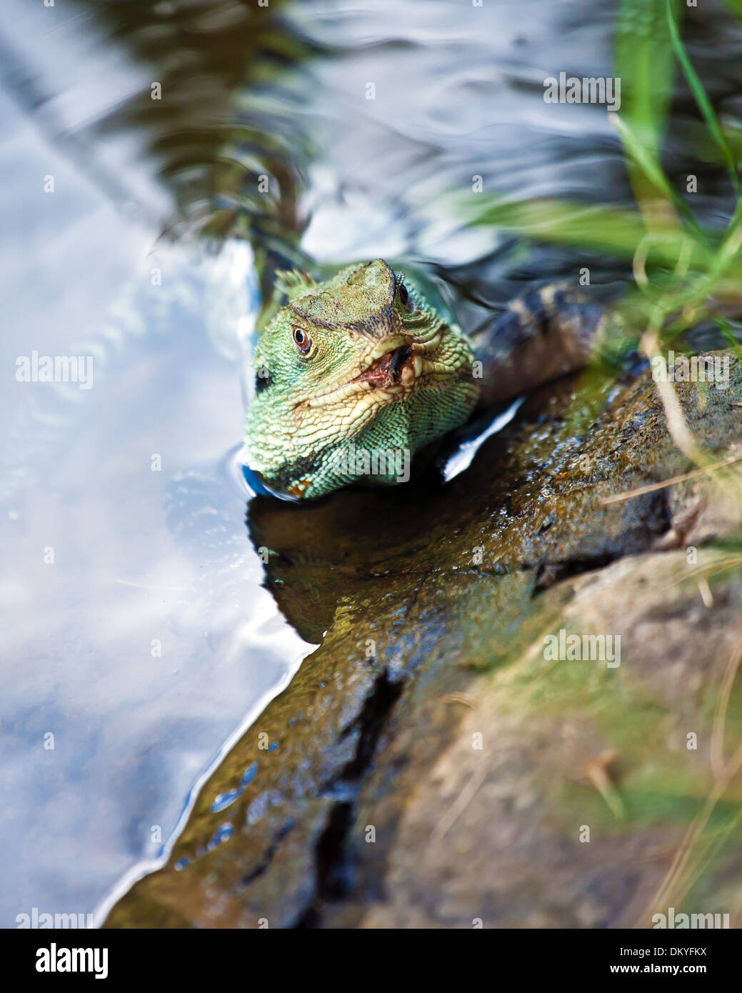 Australian water dragon in the water (Intellagama lesueurii Stock Photo