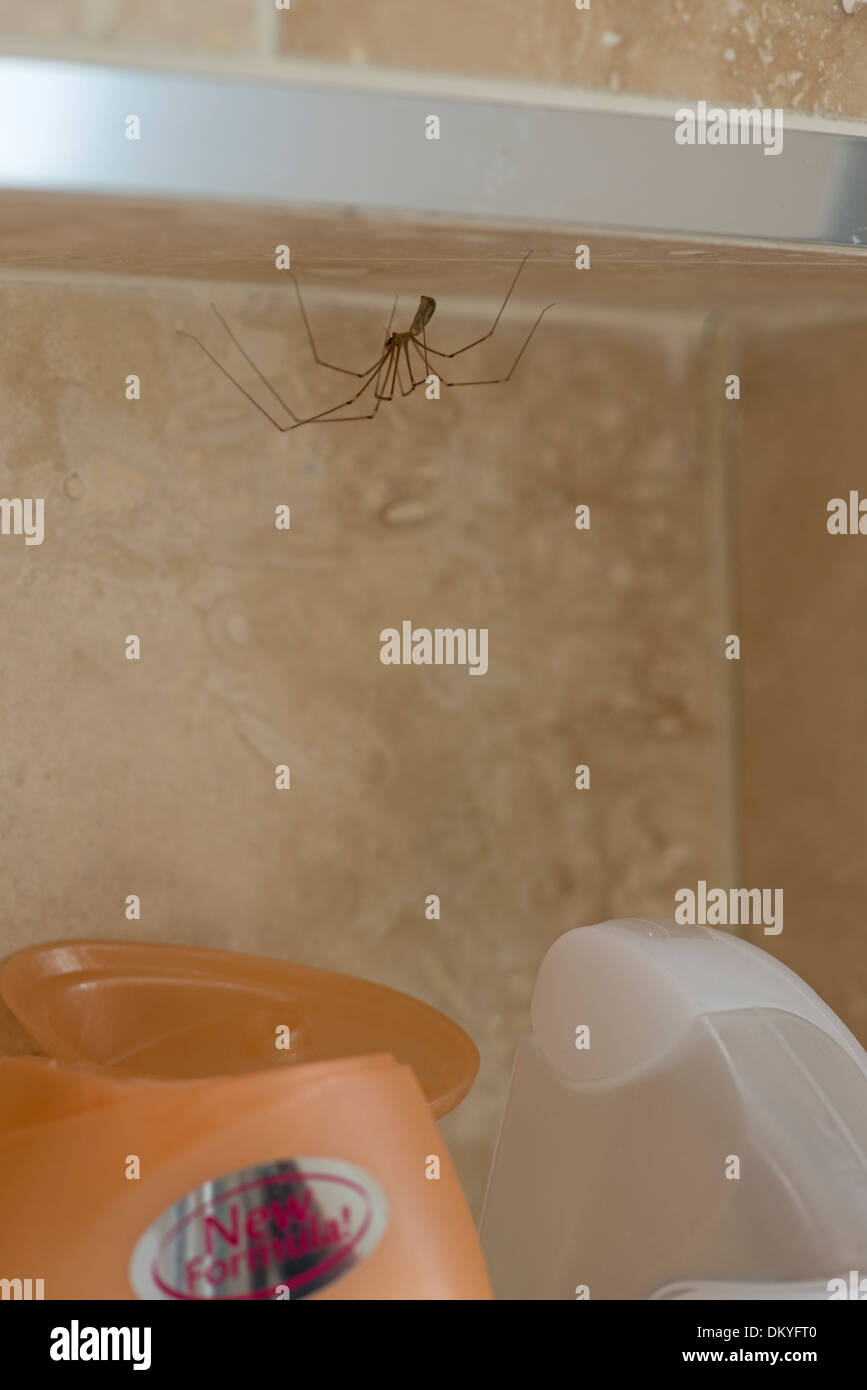 Daddy Longlegs Spider: Pholcus phalangioides.Resident in shower cubicle. Surrey, England Stock Photo