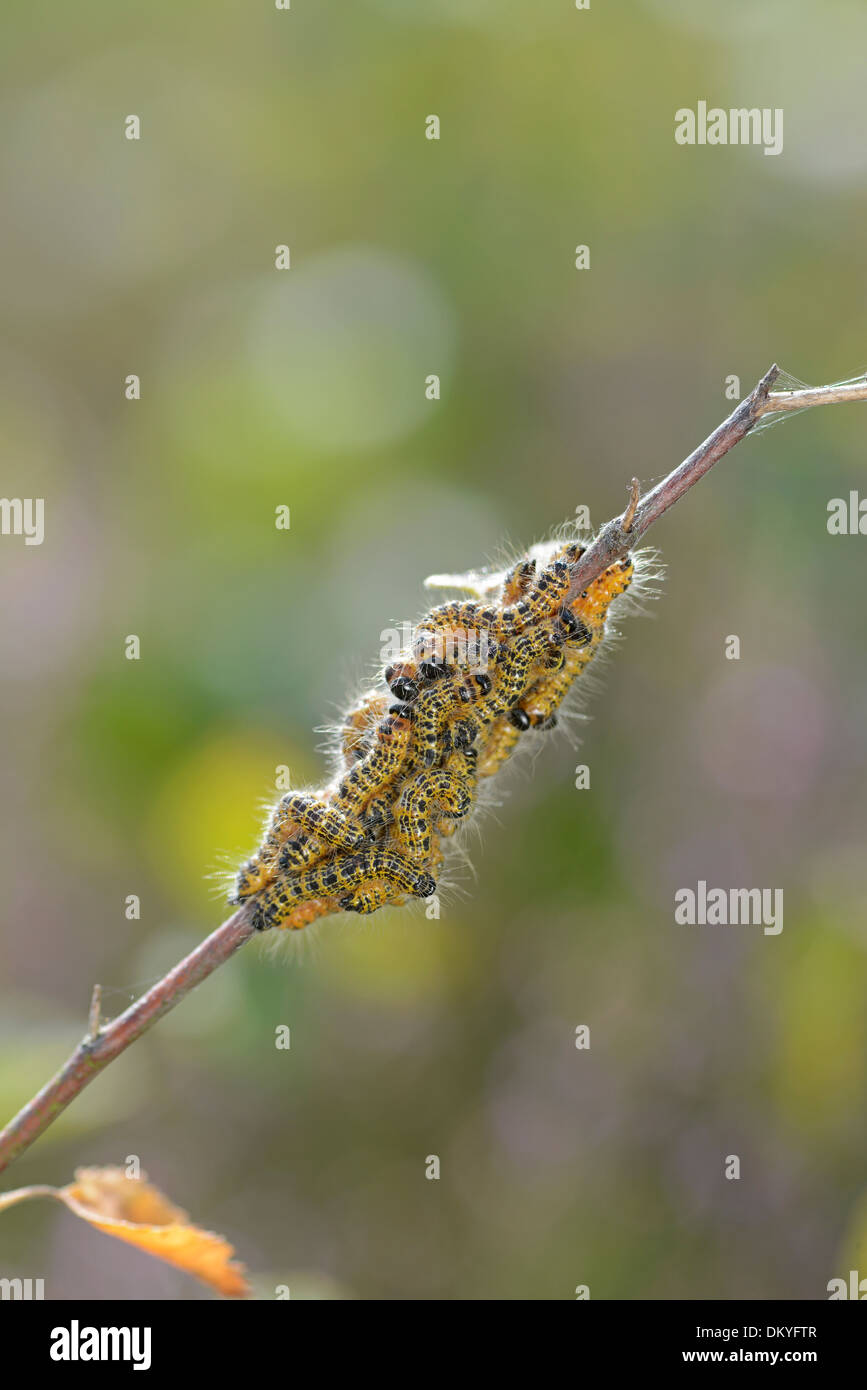Buff Tip Moth: Phalera bucephala. Larvae on silver birch. Surrey, England Stock Photo