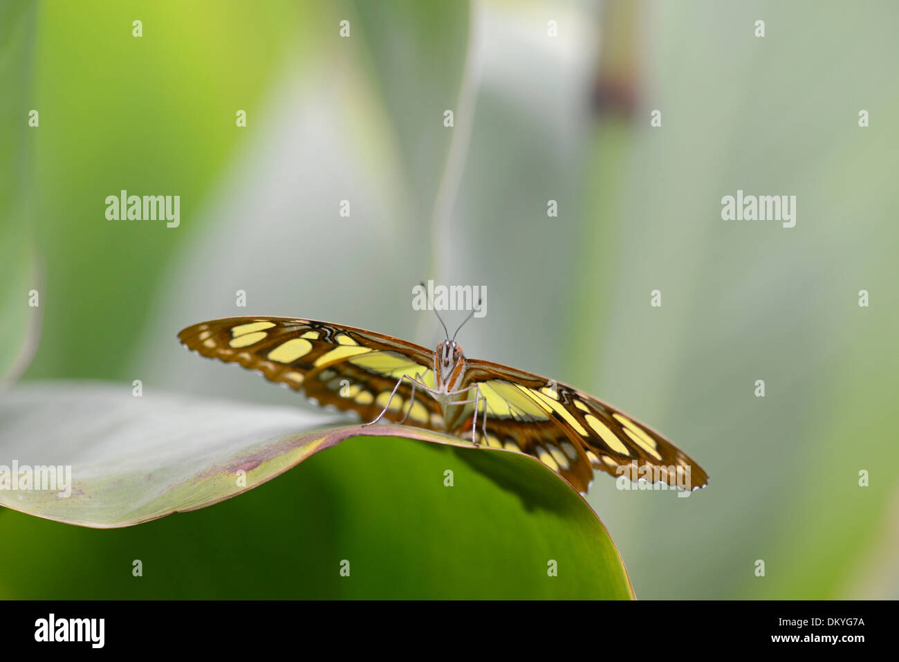 Butterfly insect green hi-res stock photography and images - Alamy