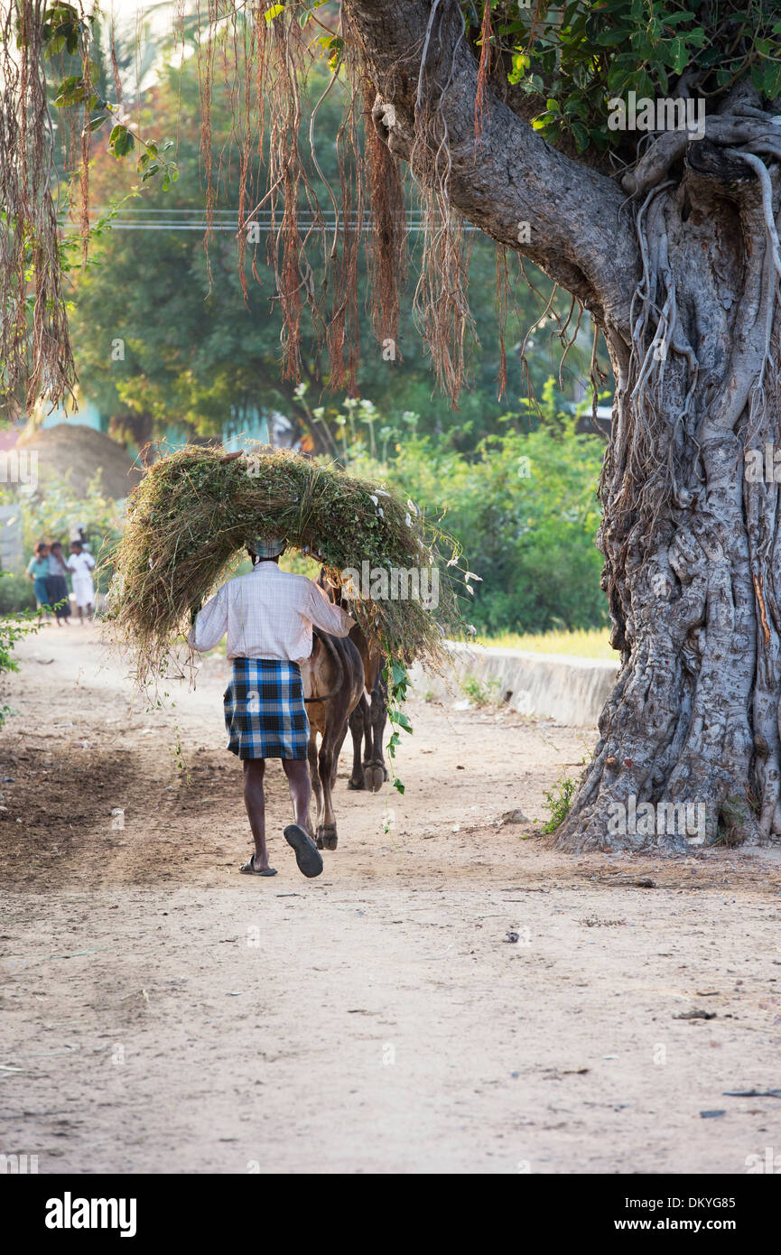 Rural Indian village man carrying cut grass on his head with a cow in the Indian countryside. Andhra Pradesh, India Stock Photo