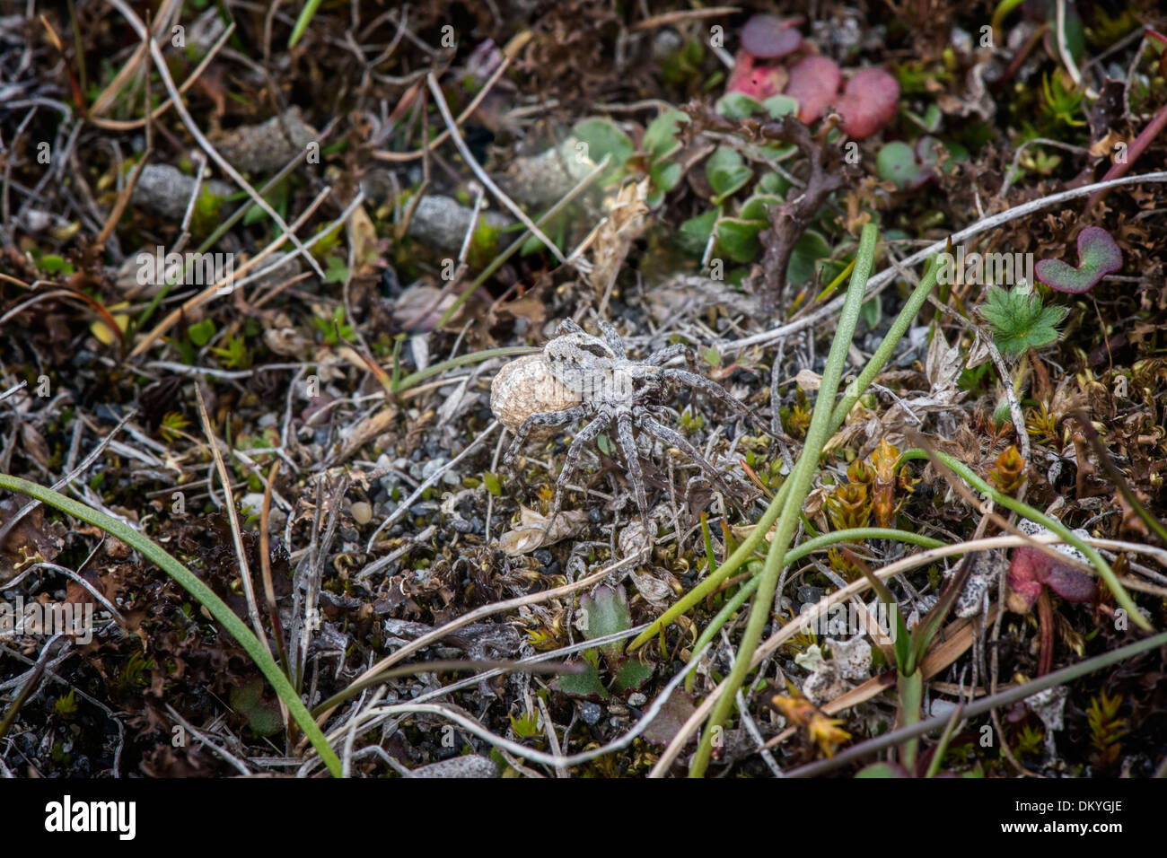 Spider on Wrangel Island, Russian Far East, Unesco World Heritage Site Stock Photo
