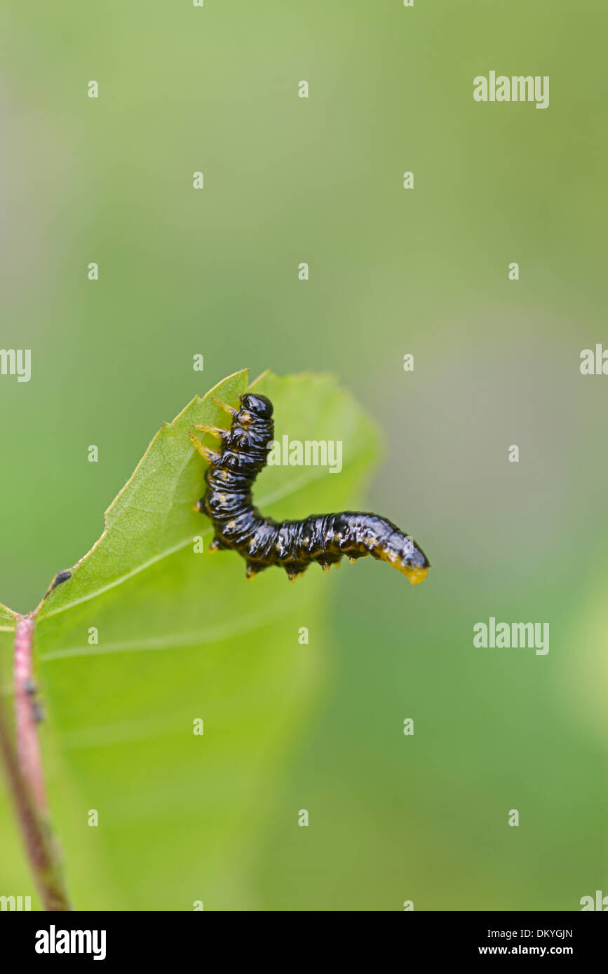 Sawfly larva (Symphyta) on Silver Birch leaf. Surrey, England Stock Photo
