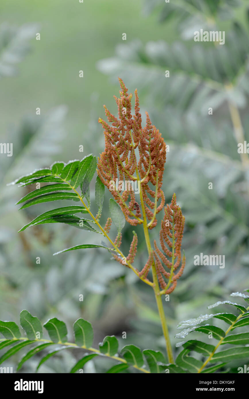 Royal Fern: Osmundia regalis. Dartmoor, England. Sporangia on fertile pinnuiles Stock Photo