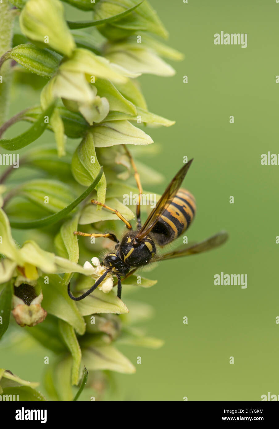 Wasp: Vespula sp. pollinating Broad Leaved Helleborine Orchid: Epipactis hellebore. Surrey, England. Stock Photo