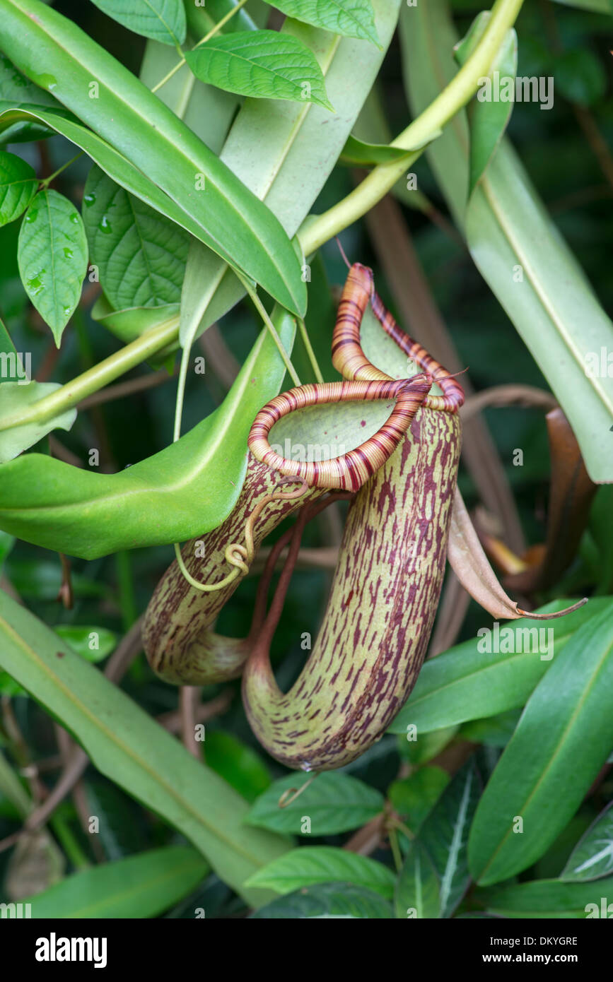 Pitcher Plant: Nepenthes spectabilis x ventricosa. Stock Photo