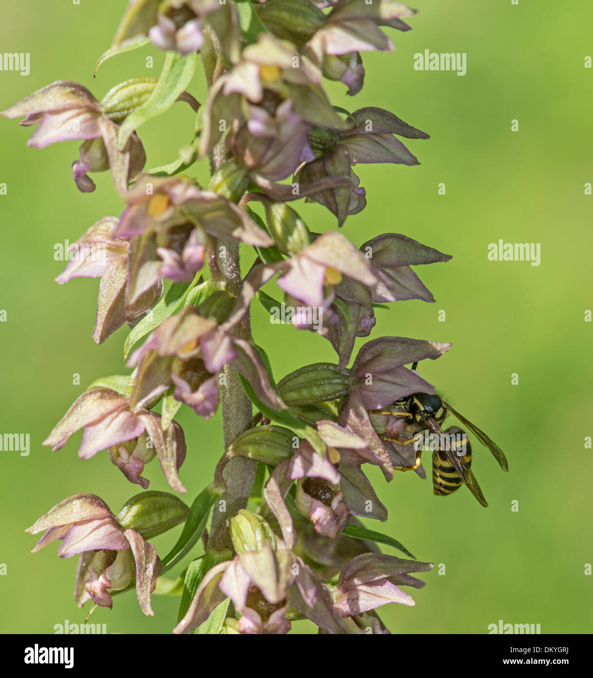 Wasp: Vespula sp. pollinating Broad Leaved Helleborine Orchid: Epipactis hellebore. Surrey, England. Stock Photo