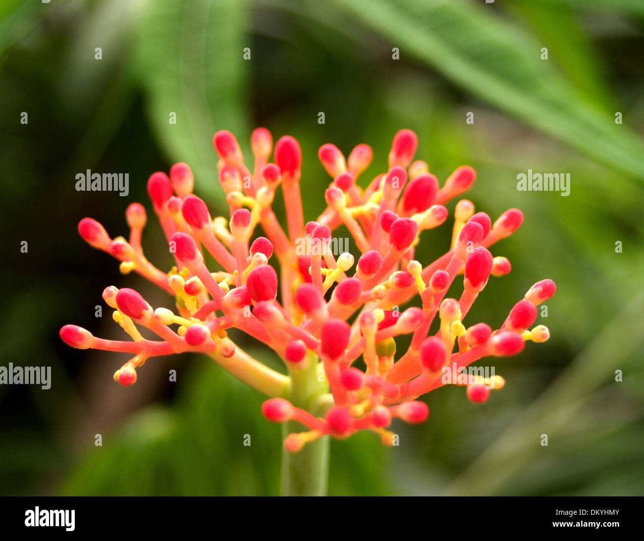 Various Flowers set Stock Photo Alamy
