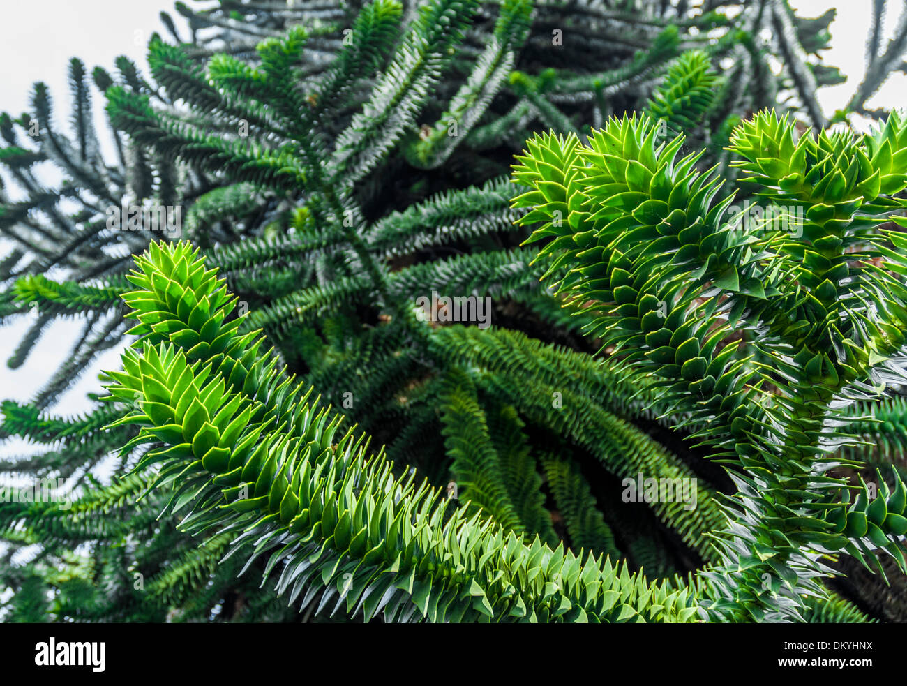 Spiky detail of the monkey puzzle tree. Stock Photo