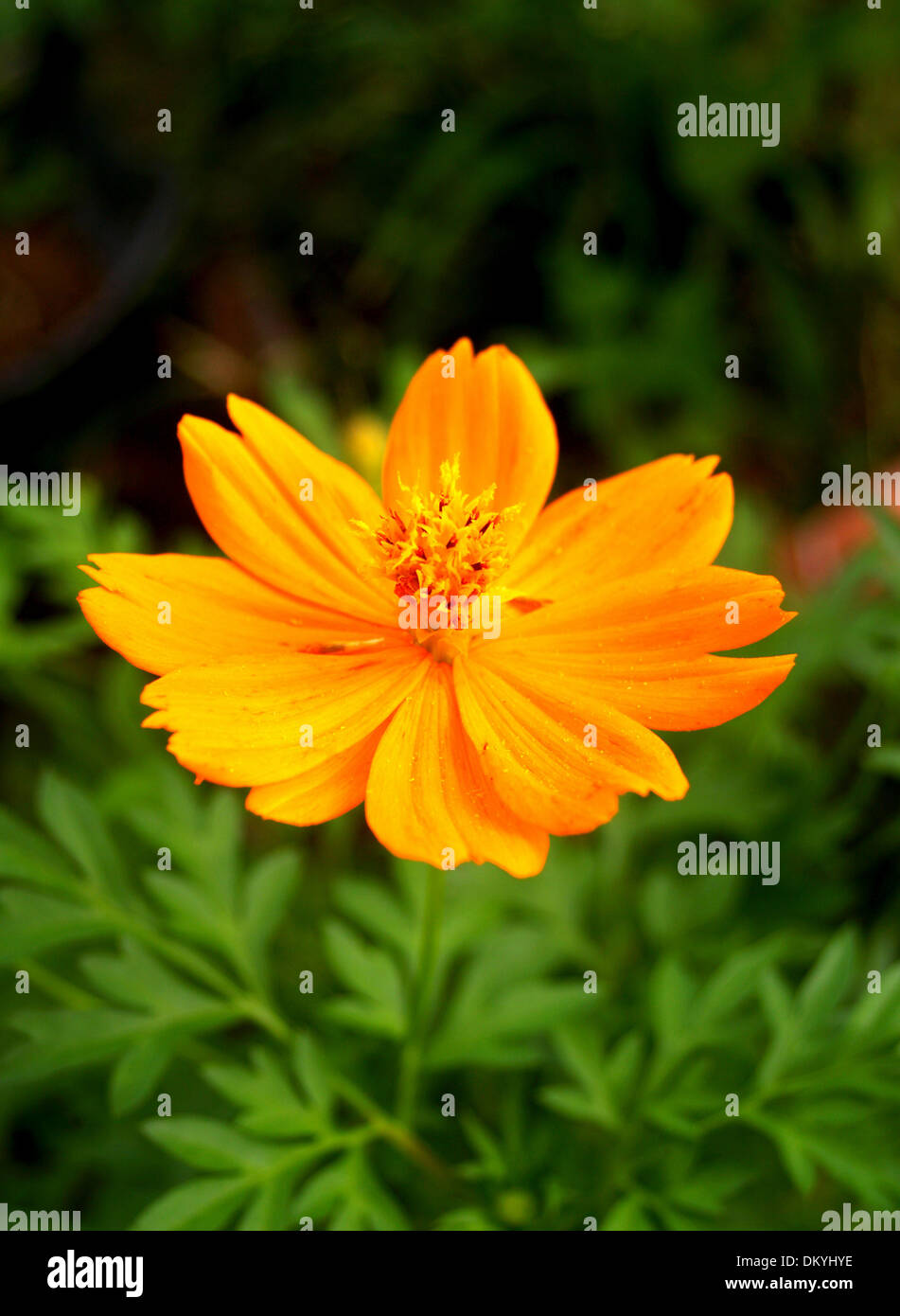 Various Flowers set Stock Photo Alamy