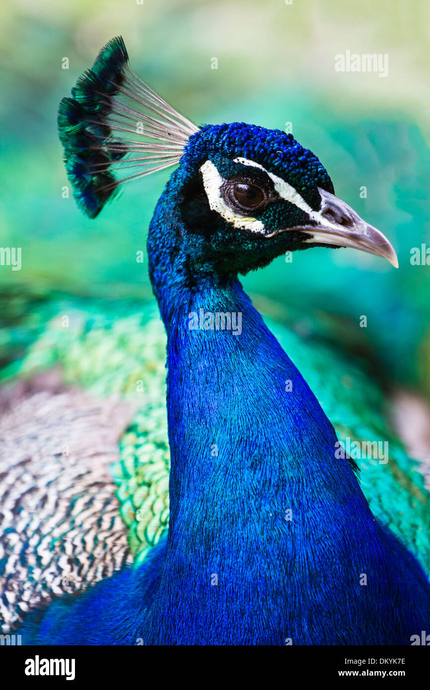 A brightly coloured wild peacock displays his side profile for the