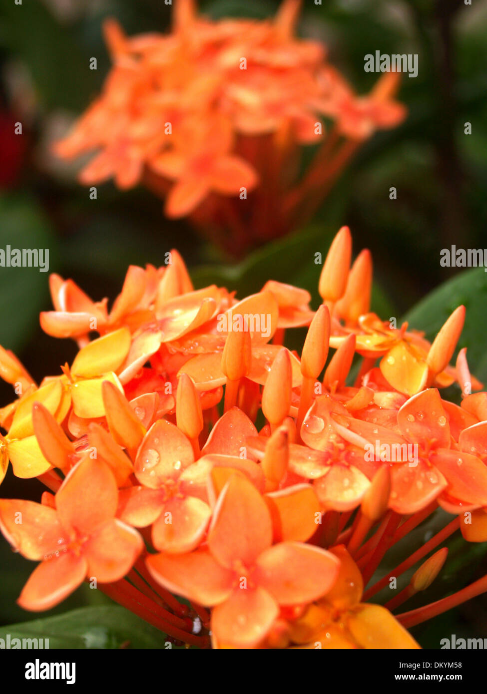 Various Flowers set Stock Photo Alamy