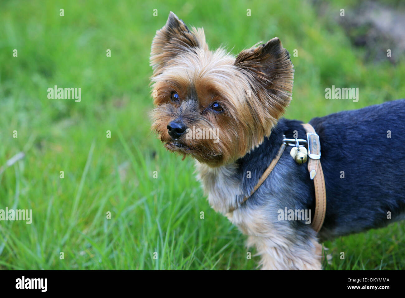 Yorkshire Terrier. Stock Photo
