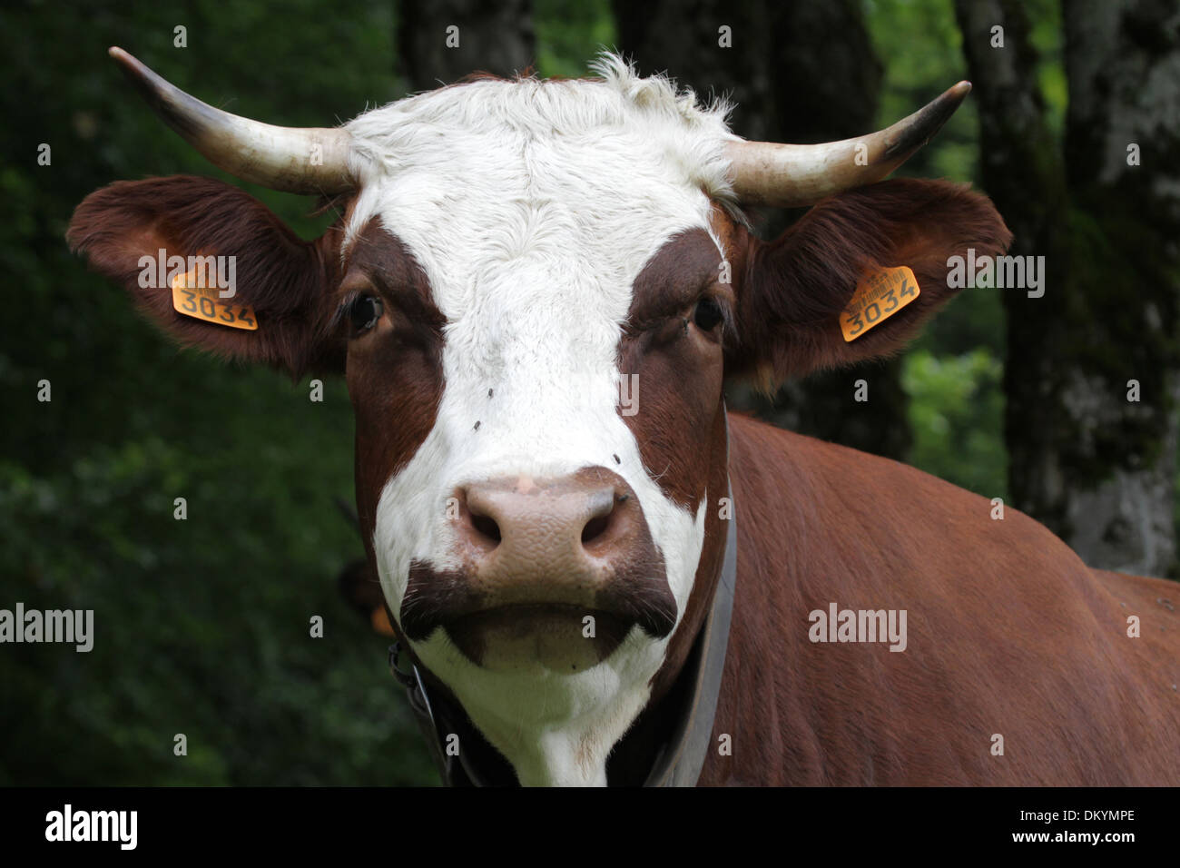Abondance cow. Stock Photo