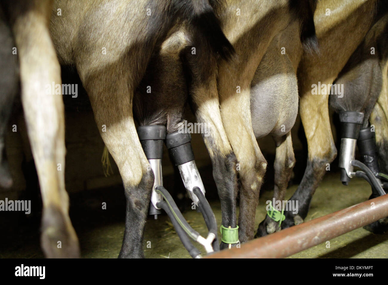 Udder goats hires stock photography and images Alamy