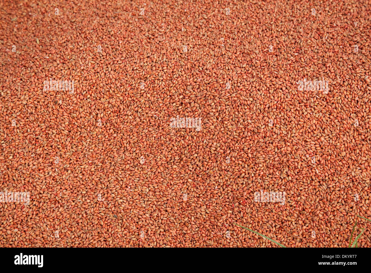 dry and raw wheat as background Stock Photo