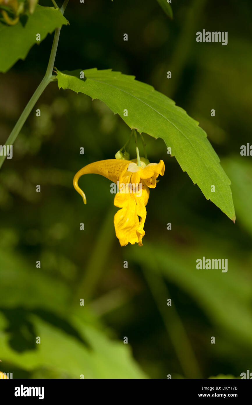 single yellow flower (Impatiens noli-tangere) in forest Stock Photo