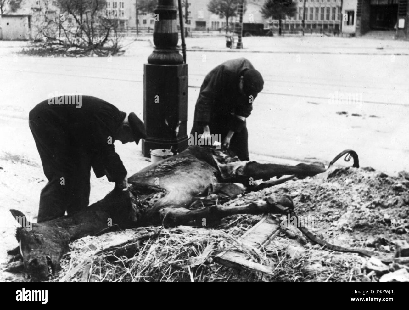 At the end of the war in Berlin in 1945 - A dead horse lying at the side of the street is cut up by men and eaten afterwards. Fotoarchiv für Zeitgeschichte Stock Photo