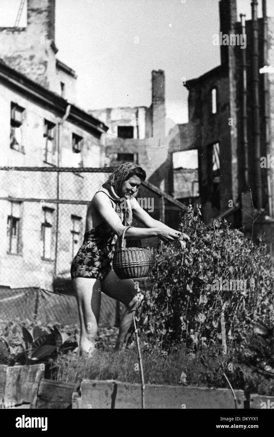 Everyday life after the end of the war in 1945 - harvesting green beans in the garden in between the ruins of the city centre in Berlin. Photo: Berliner Verlag/Archiv Stock Photo