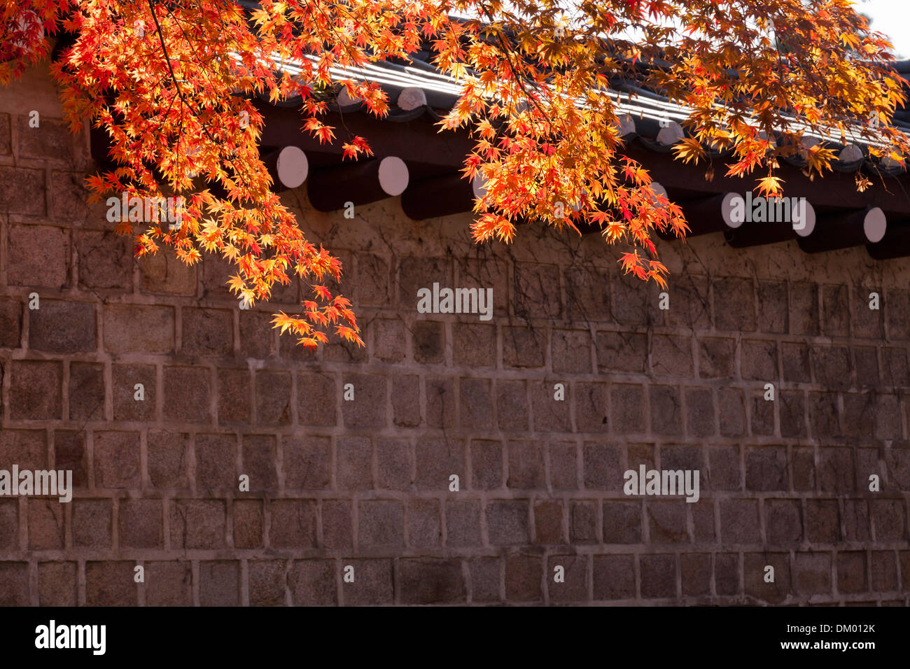 Maple leaves showing autumn colors against traditional stone wall - Seoul, South Korea Stock Photo