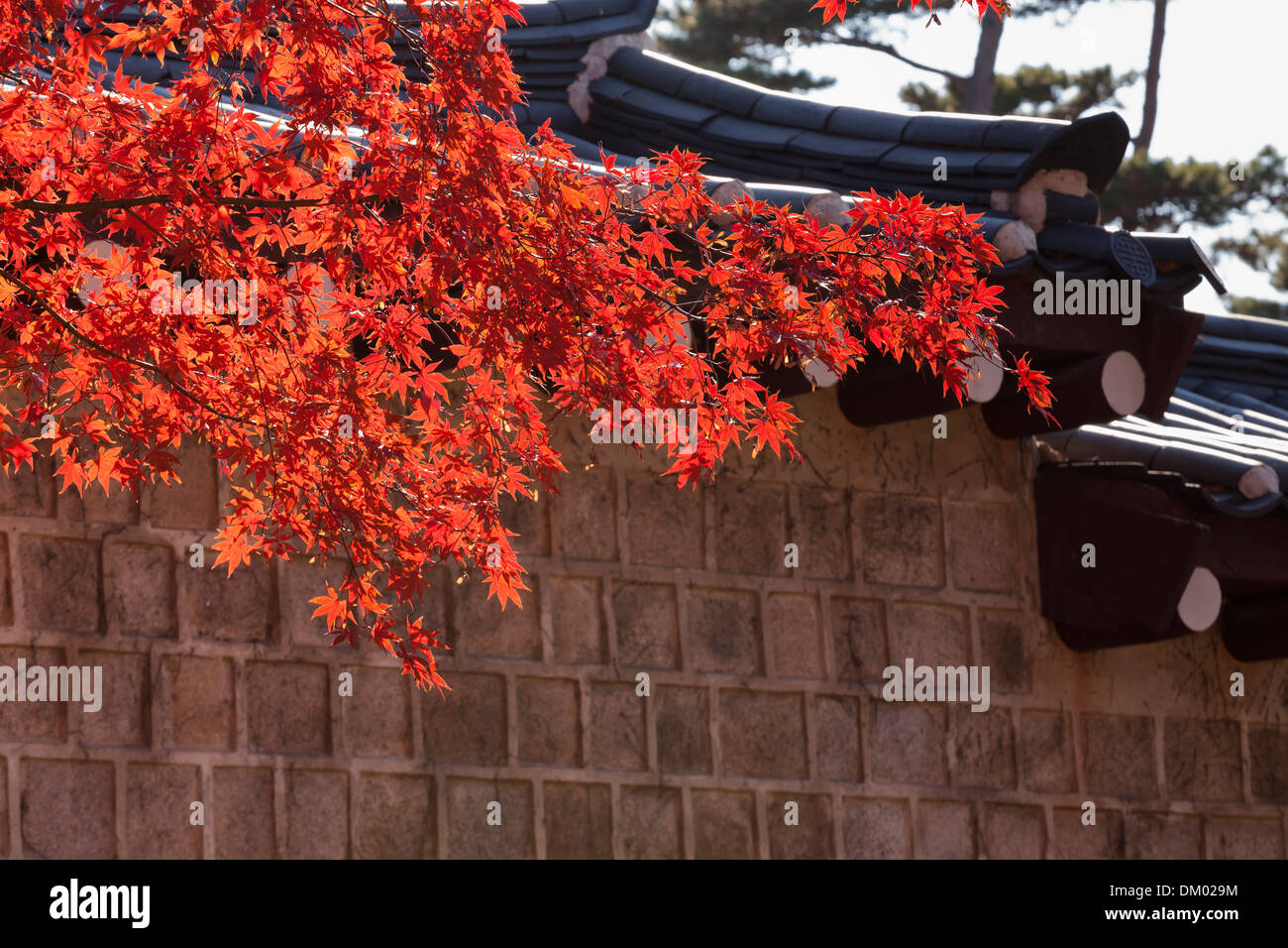 Maple leaves showing autumn colors against traditional stone wall - Seoul, South Korea Stock Photo