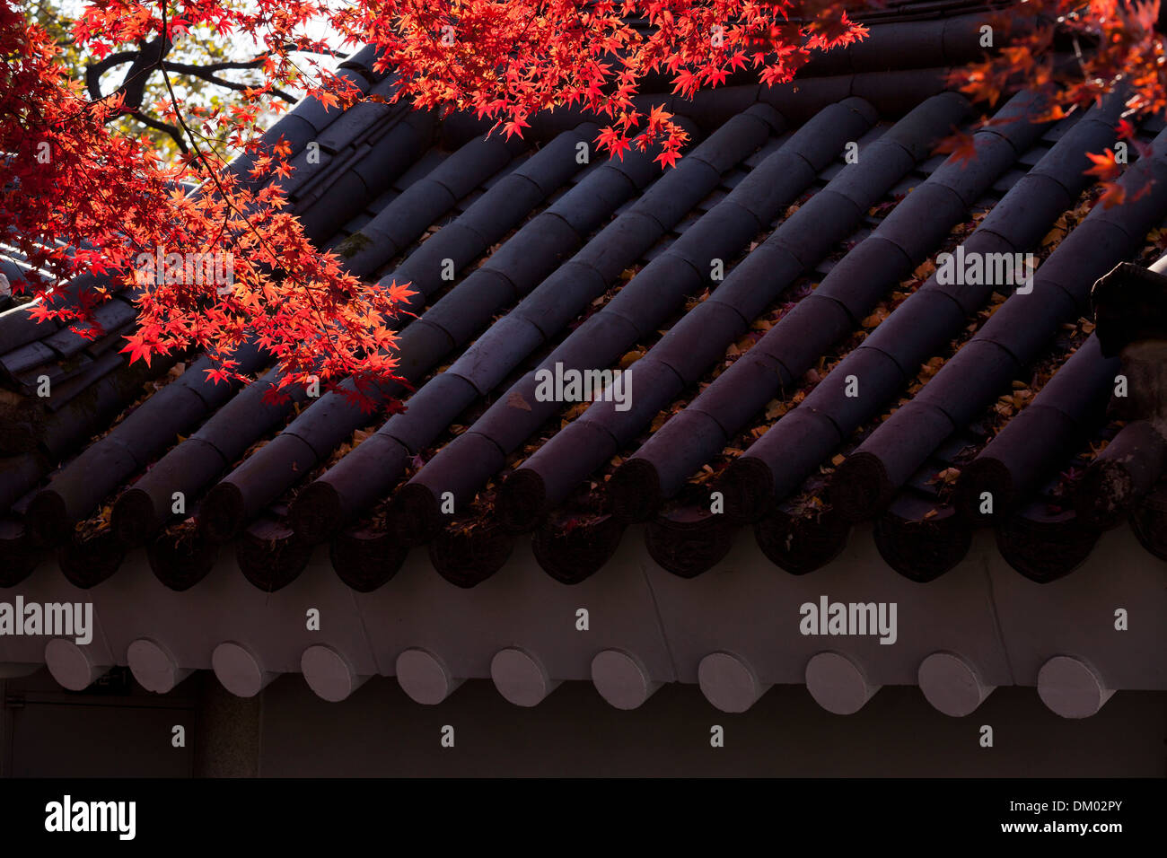 Maple leaves showing autumn colors against traditional clay tile roofing - Seoul, South Korea Stock Photo