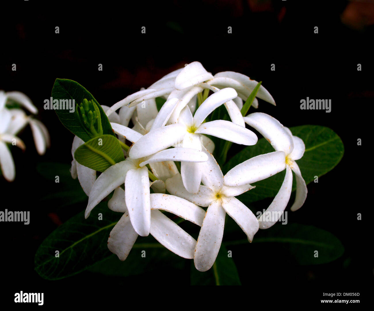 Collage various flowers in hi-res stock photography and images - Alamy
