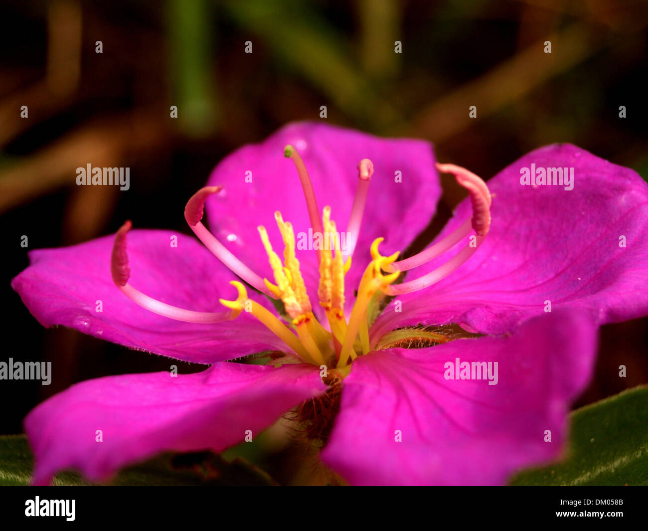 Collage various flowers in hi-res stock photography and images - Alamy
