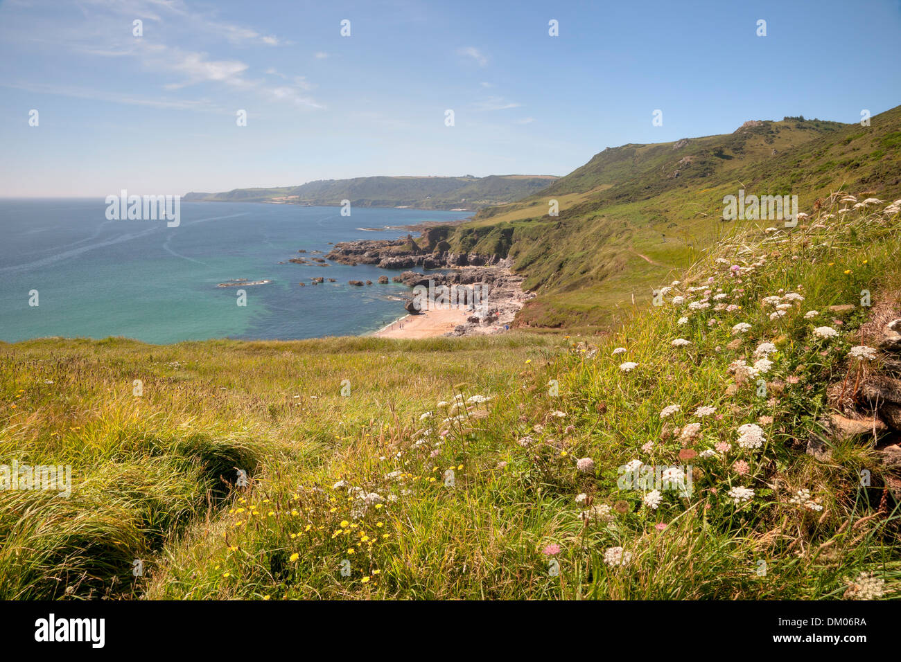 Looking over wild flowers towards Great Mattiscombe Sand in summer, Devon, England. Stock Photo