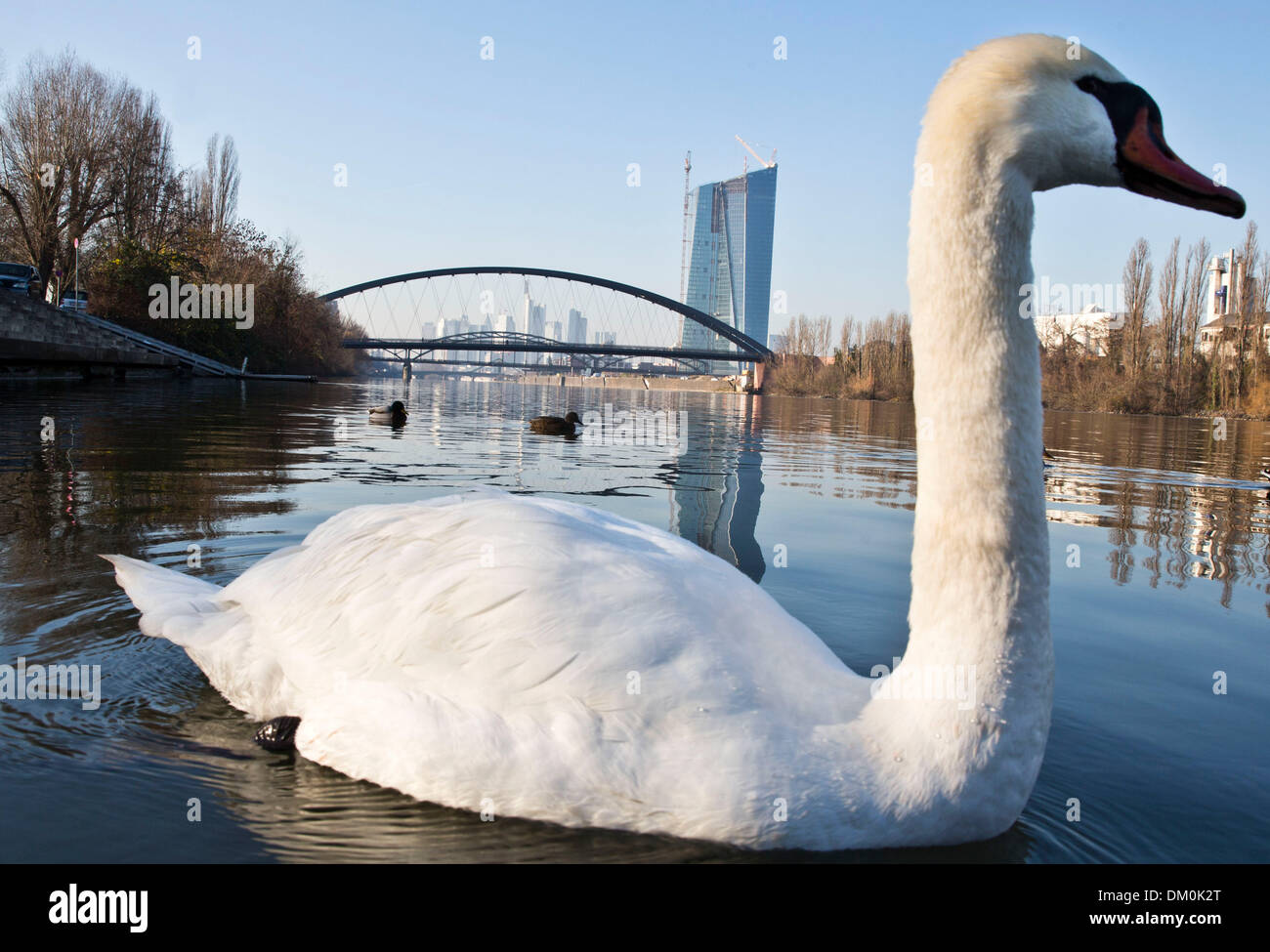 A swan swims in front of the new bridge 'Osthafenbruecke' which was opened for traffic today in Frankfurt Main, Germany, 10 December 2013. The future headquarters of the European Central Bank ECB are pictured in the background. About 17,000 cars are expected to cross the 175 meters long steel bridge every day. Photo: Frank Rumpenhorst/dpa Stock Photo