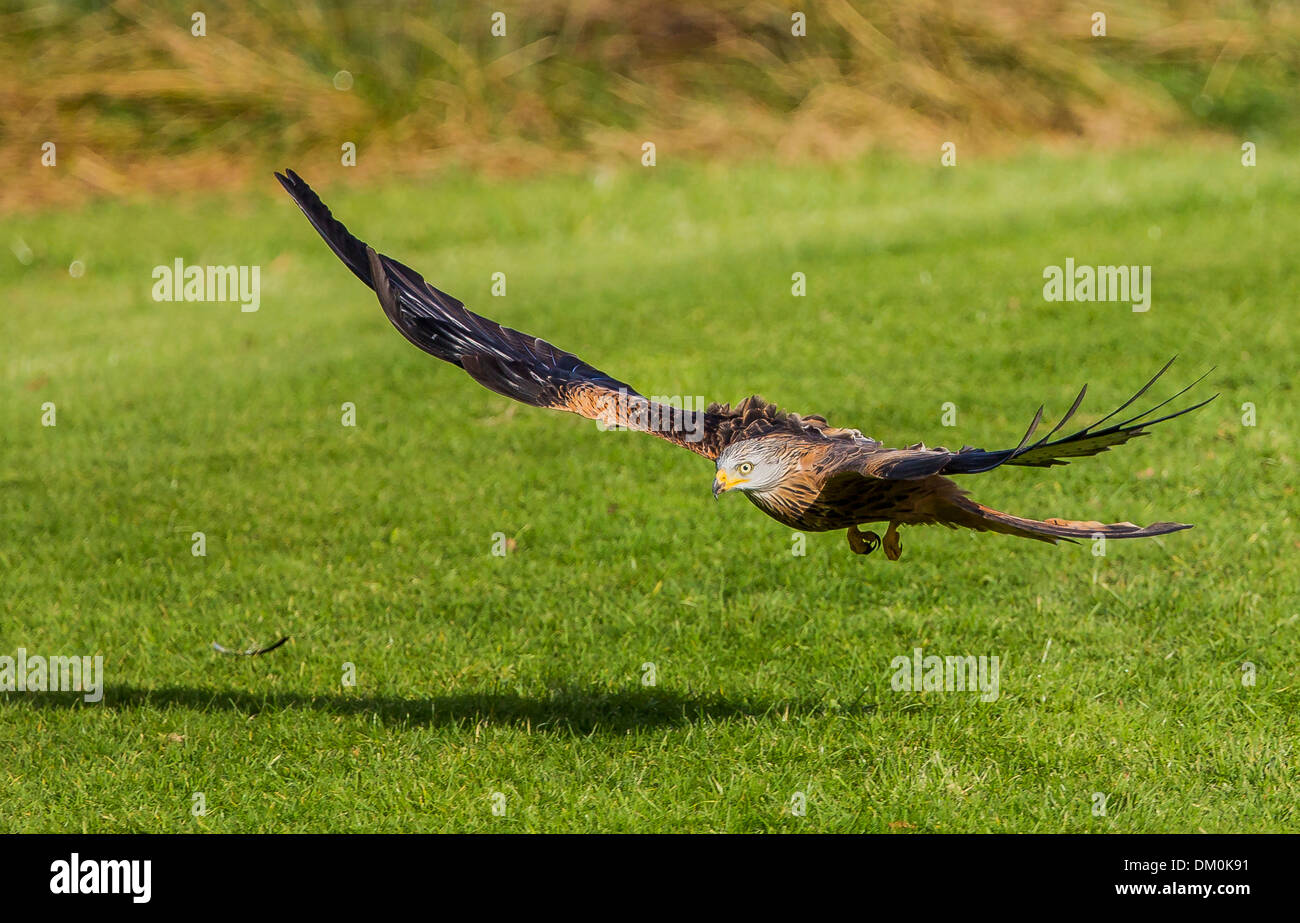 Red Kite (Milvus milvus) swoops to grab food at Gigrin Farm. Stock Photo