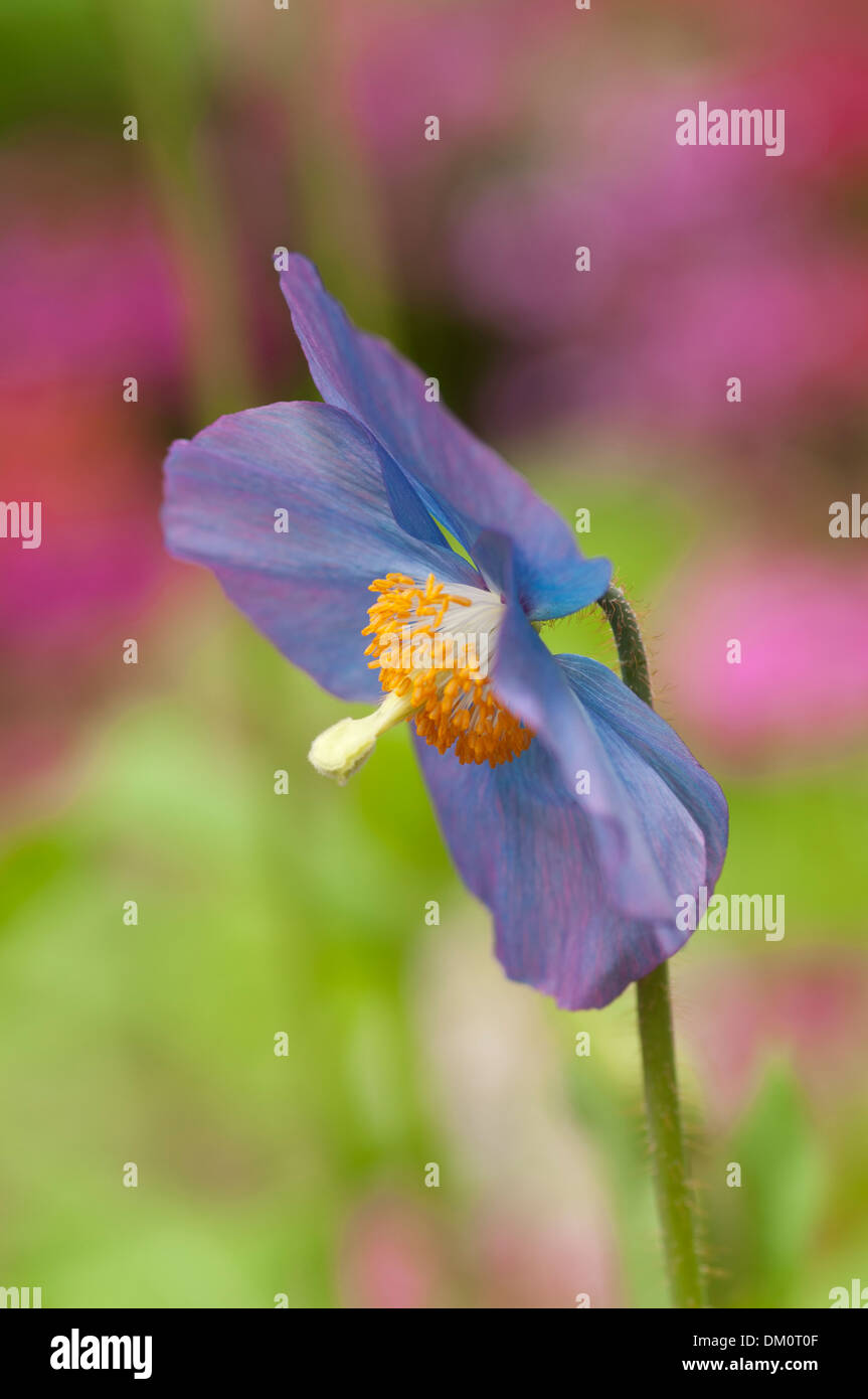 MECONOPSIS GRANDIS Stock Photo