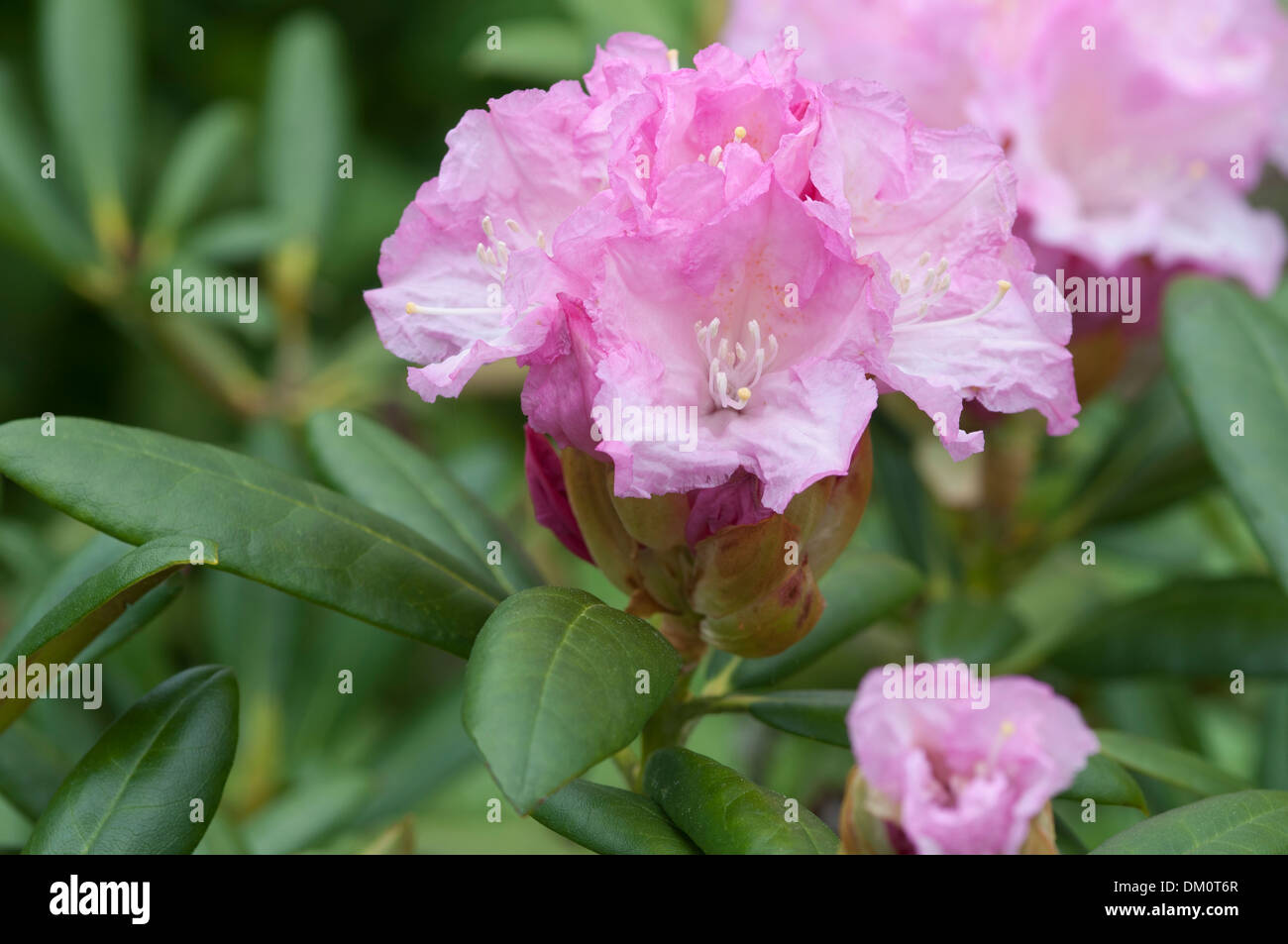 RHODODENDRON MORNING CLOUD Stock Photo