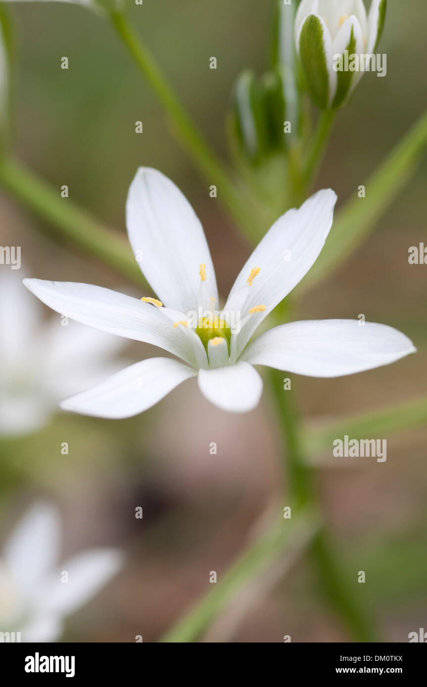 ORNITHOGALUM UMBELLATUM Stock Photo