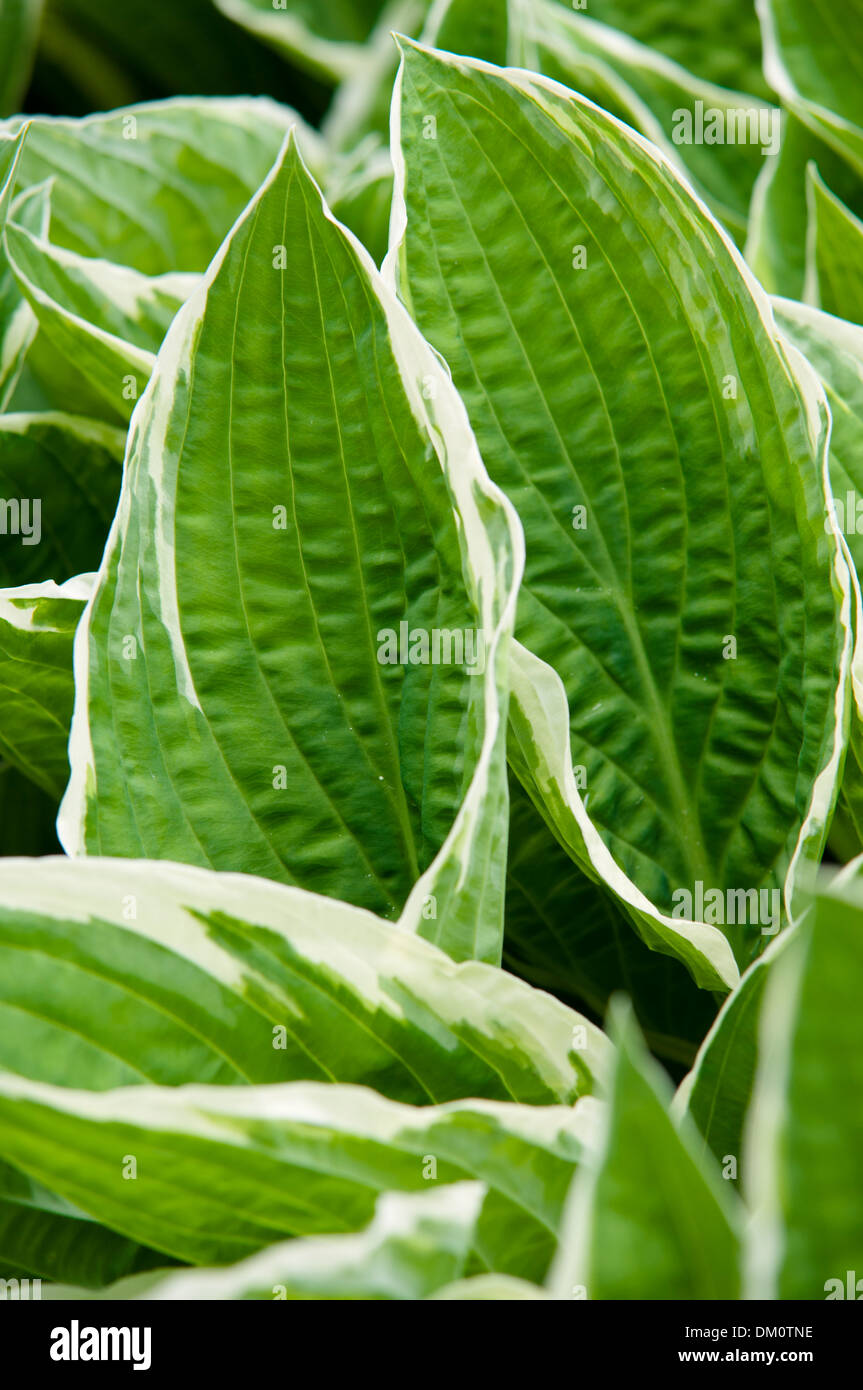 Hosta Patriot Stock Photo