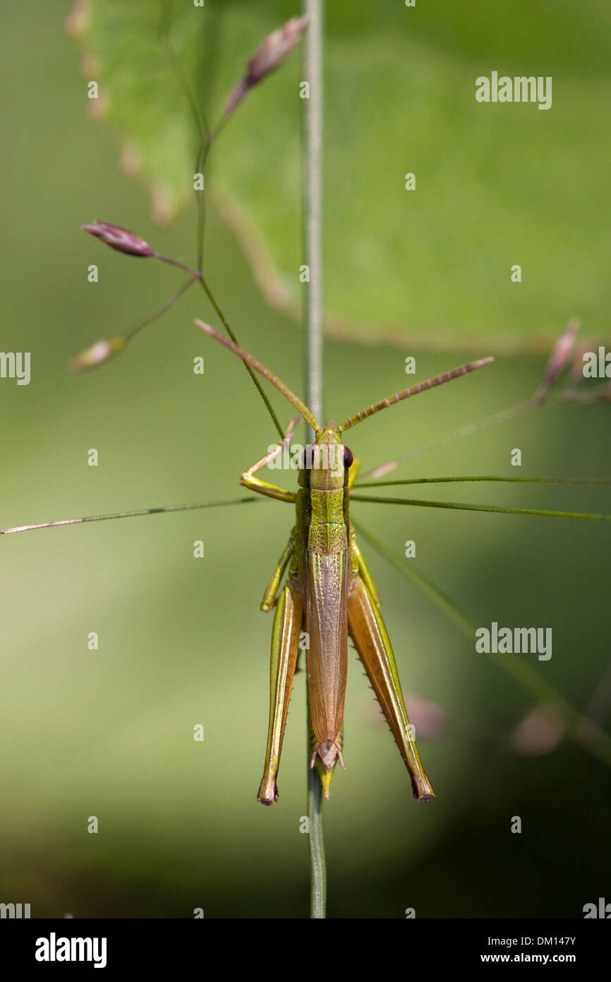 Grasshopper in the grass. Stock Photo