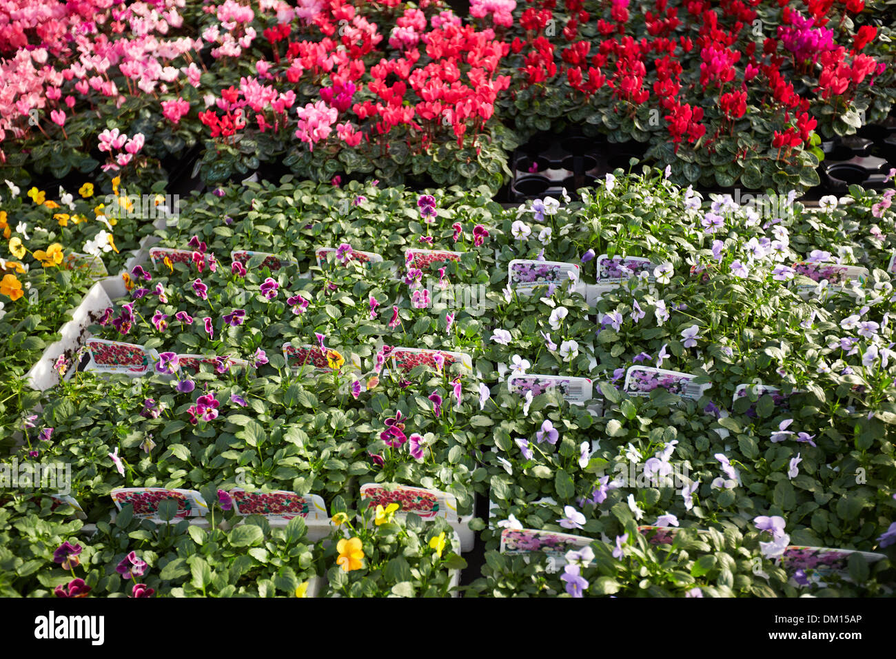Bedding plants for sale at a garden centre Stock Photo Alamy