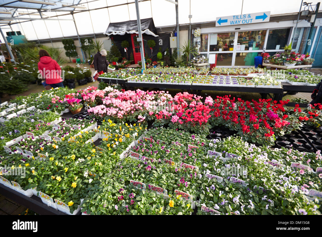 Bedding plants garden centre hi-res stock photography and images - Alamy